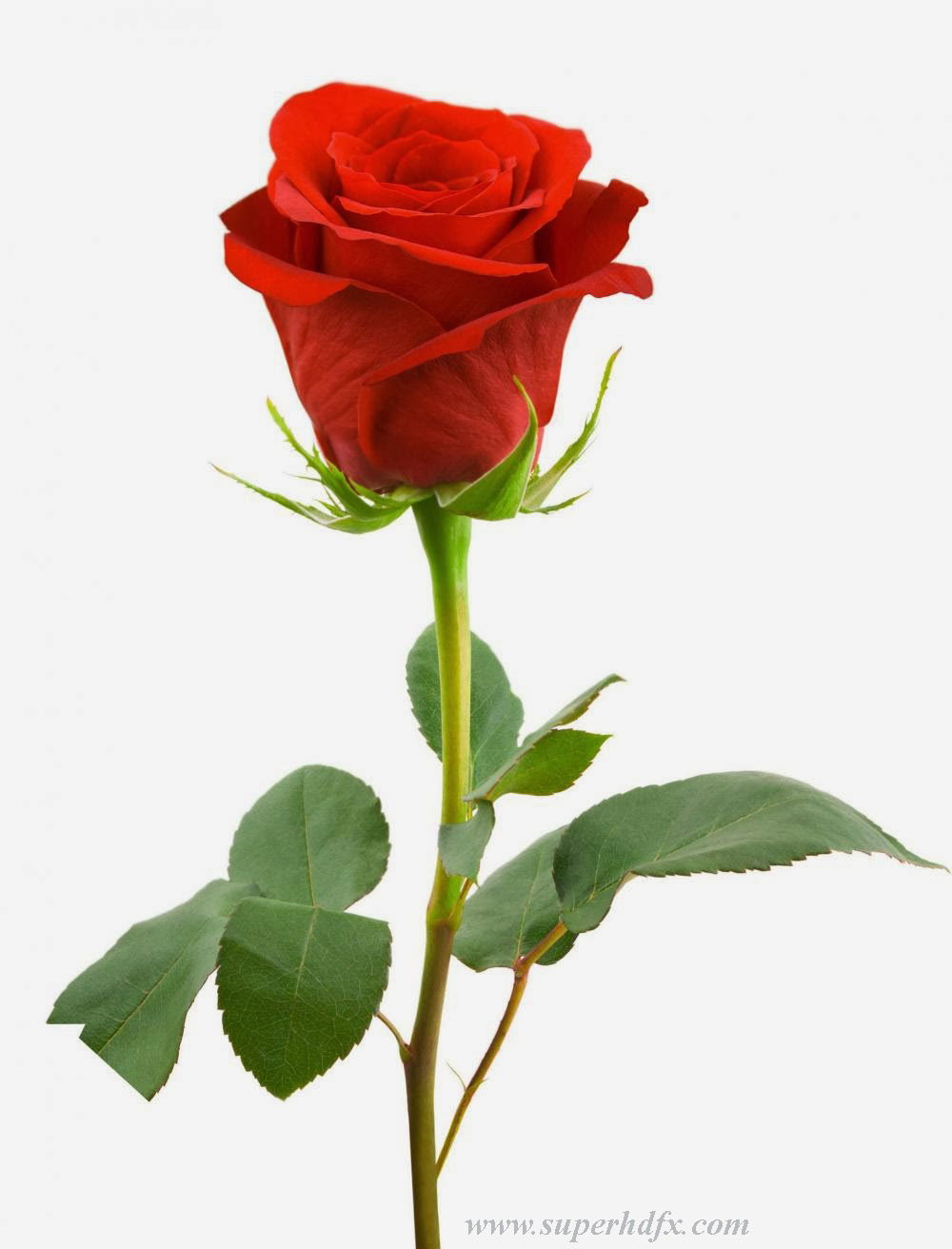 Single Red Rose Hd Wallpapers - Full Hd Pic Rose - HD Wallpaper 