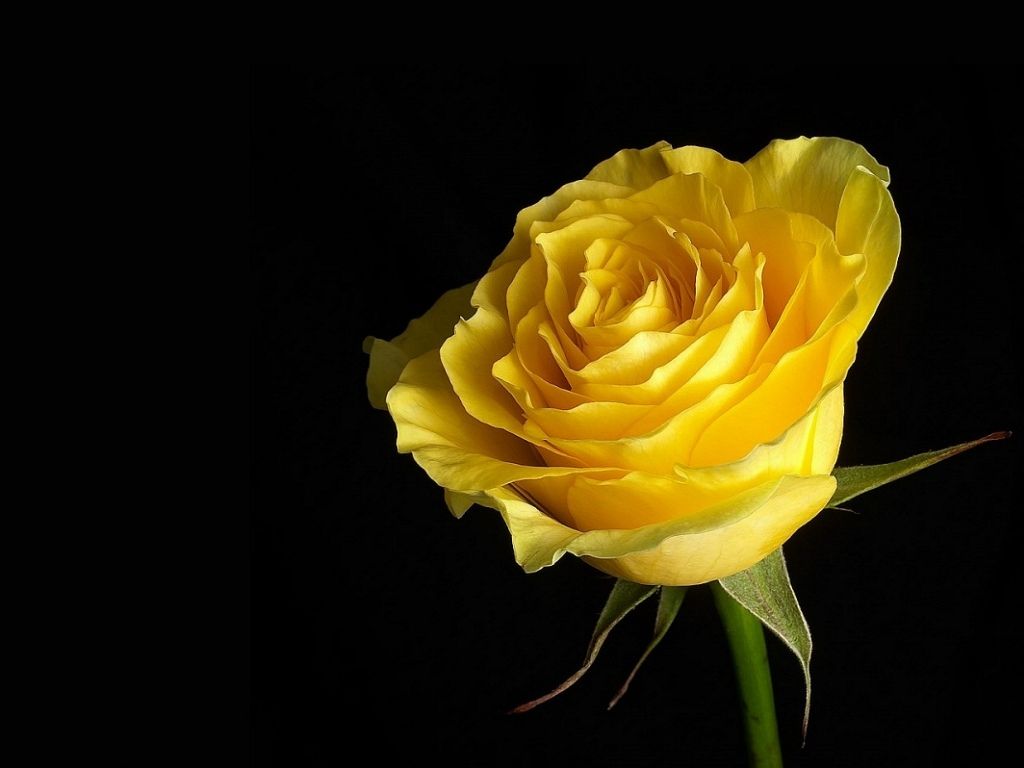 Yellow Rose Images Hd - HD Wallpaper 