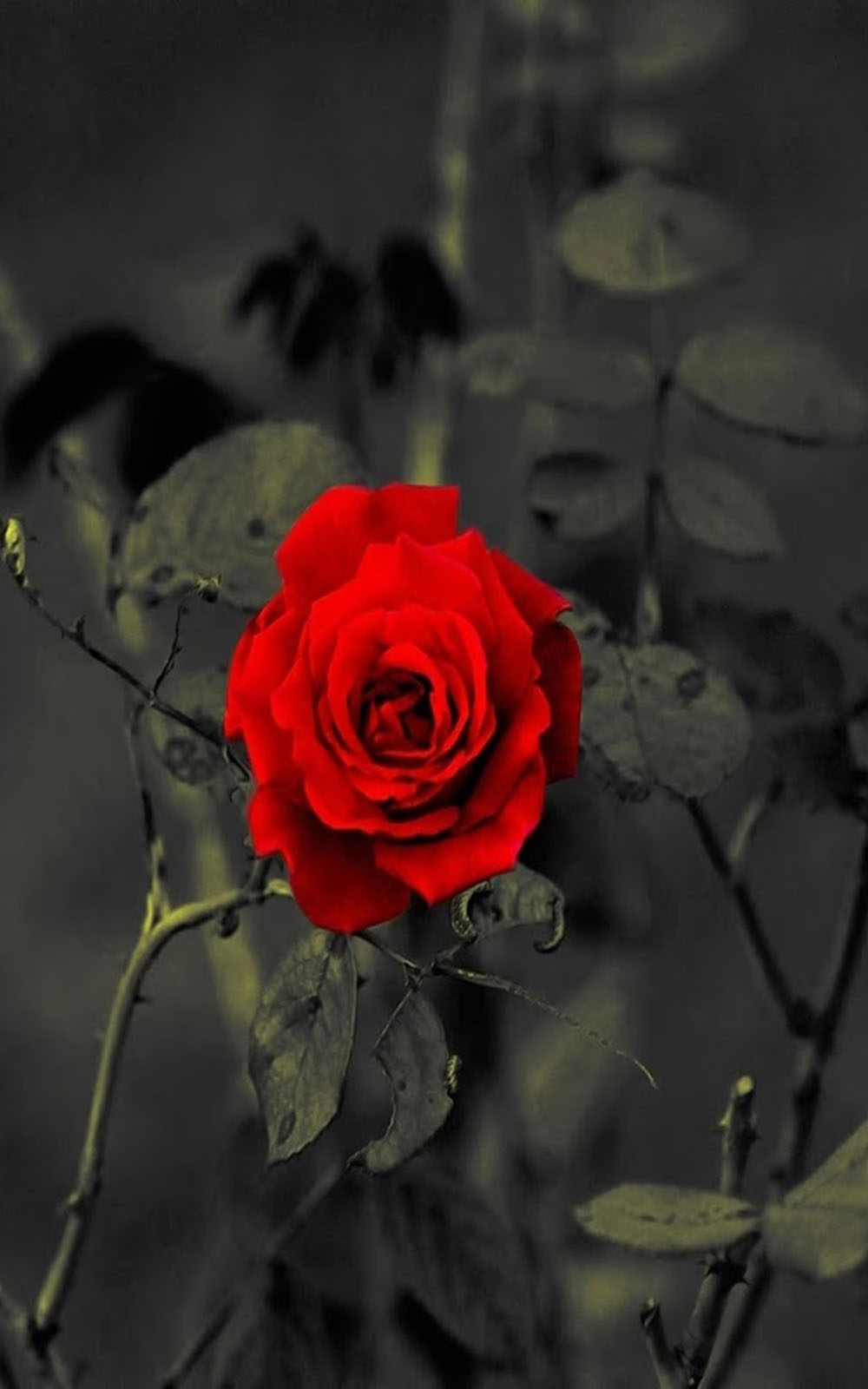 Rose Hd Mobile Wallpaper Download 1000x1600 Wallpaper Teahub Io