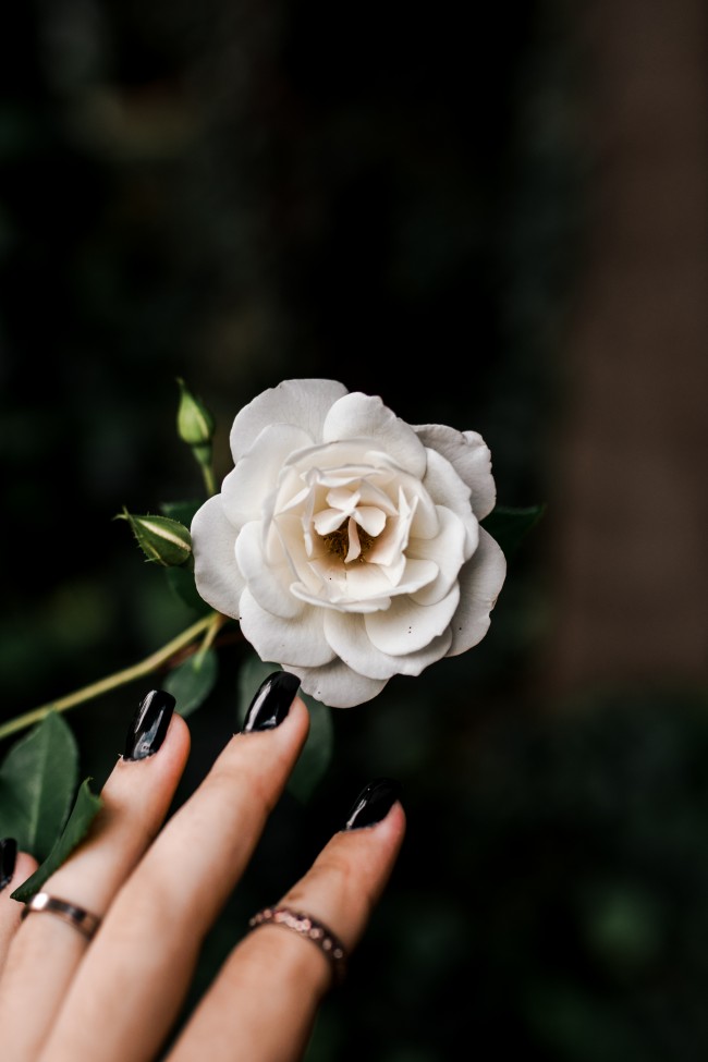 White Rose, Black Nail, Leaves, Petals, Fingers - Imagem De Flor Na Mao - HD Wallpaper 