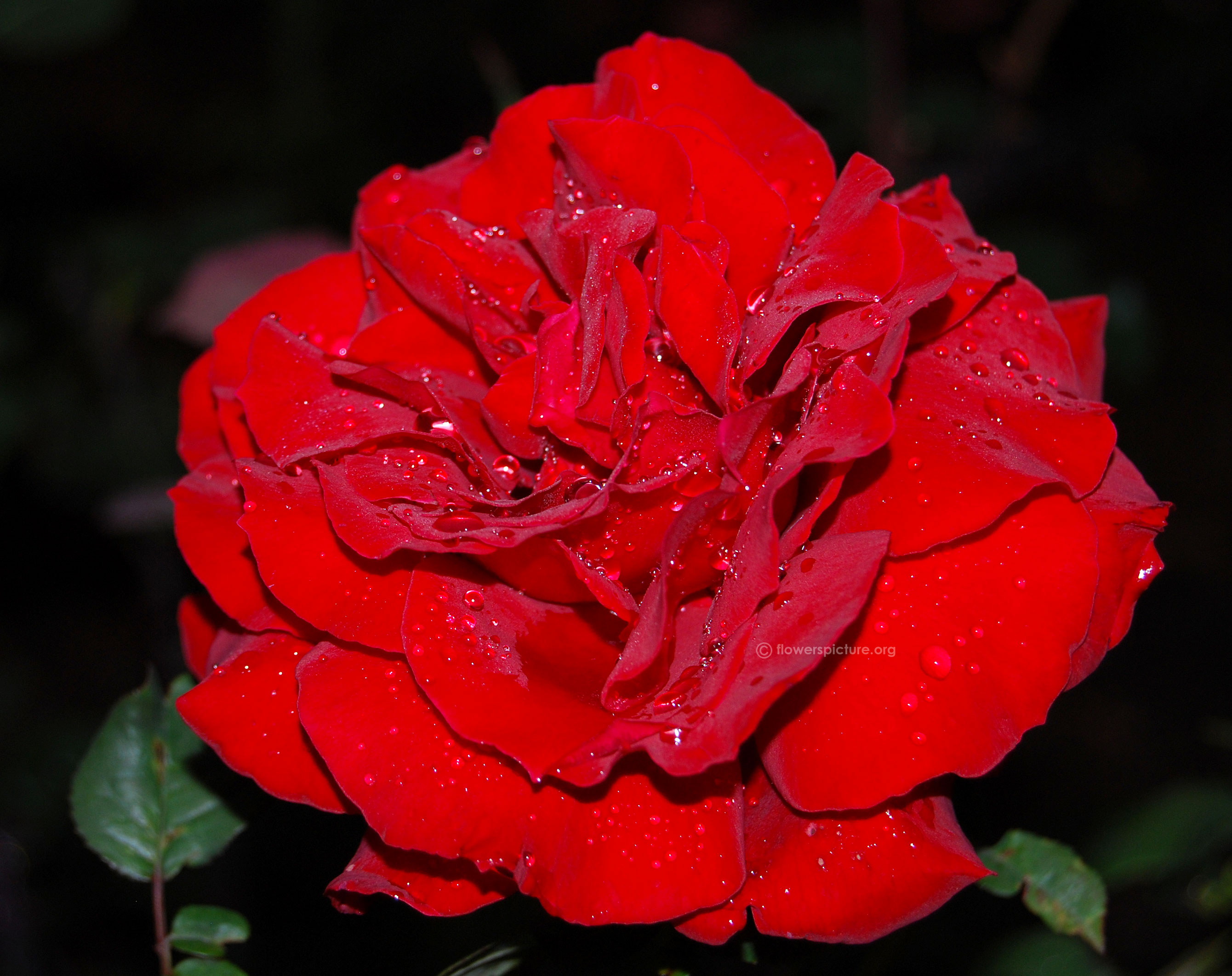 Amadeus Rose Picture - Good Morning Image New 2019 Hd - HD Wallpaper 