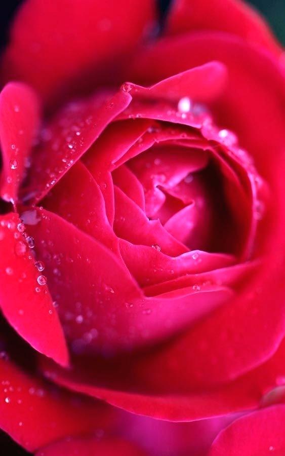 Single rose wallpaper download Wallsnapy