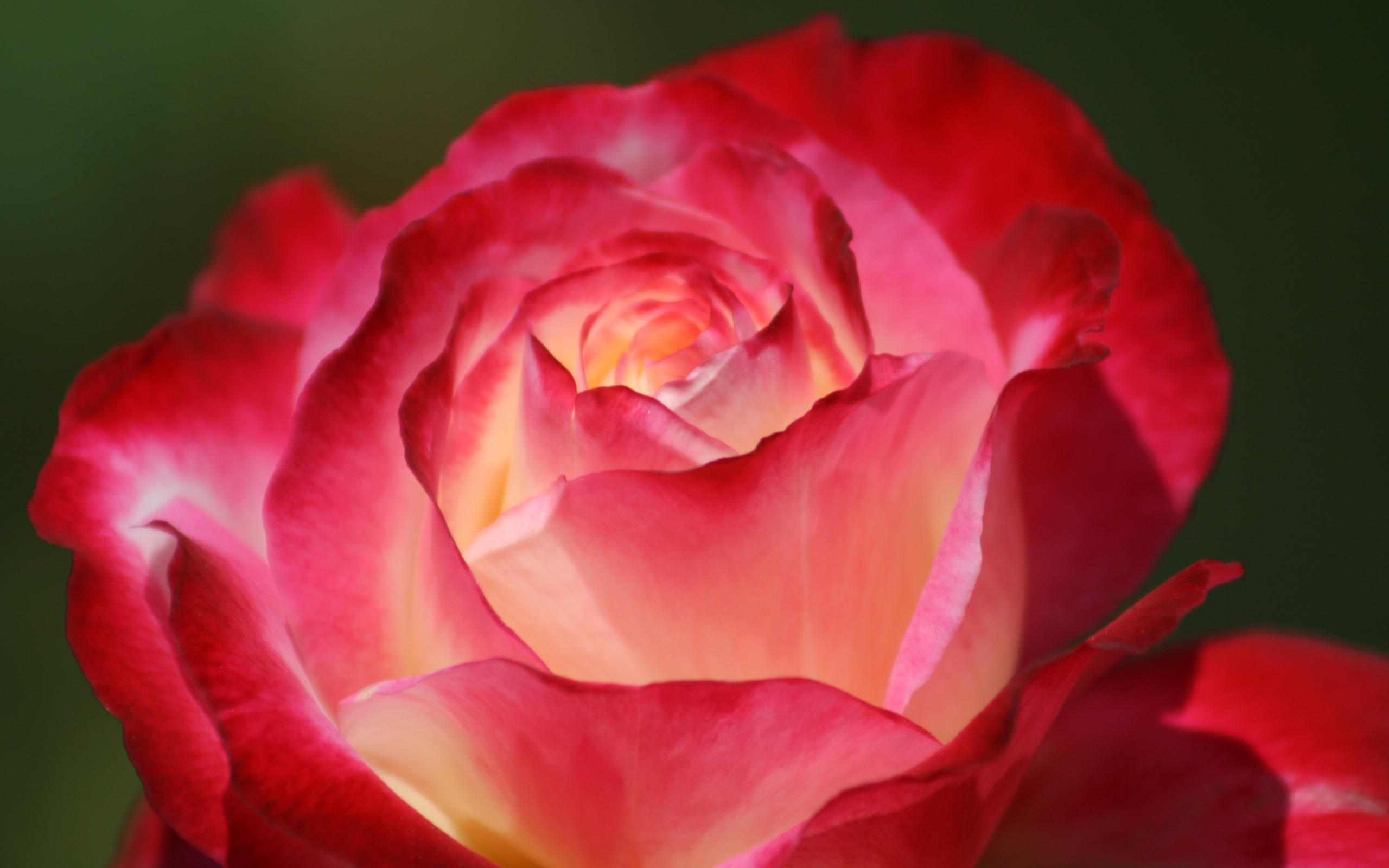 Nature Rose Walpaper - HD Wallpaper 