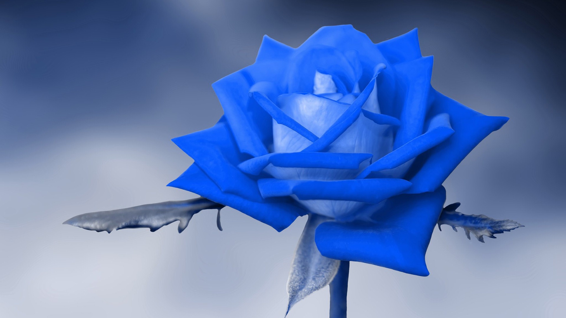 Blue Rose Wallpaper - Flower Wallpaper Blue Rose - HD Wallpaper 