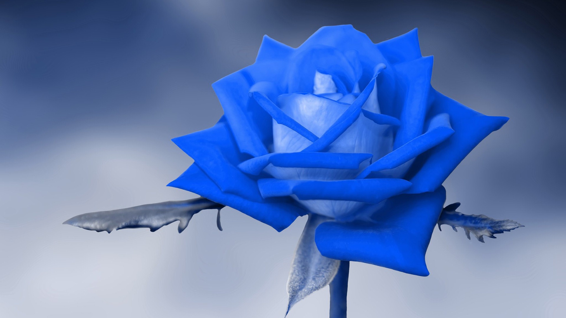 Blue Rose Wallpaper Flower Wallpaper Blue Rose 19x1080 Wallpaper Teahub Io
