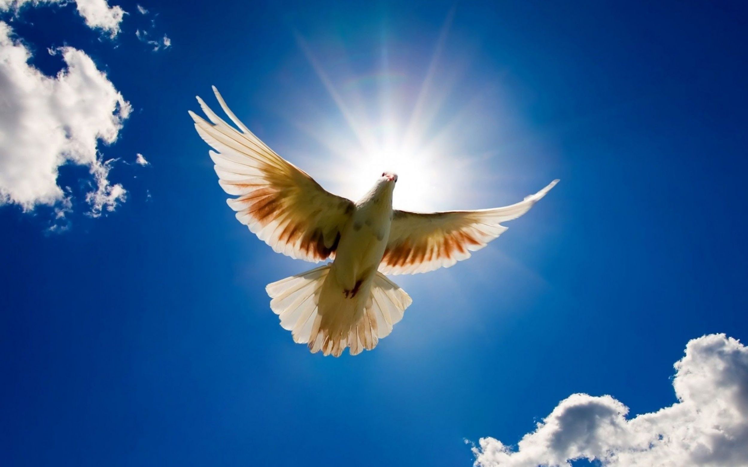 Dove Symbols Of The Holy Spirit - HD Wallpaper 