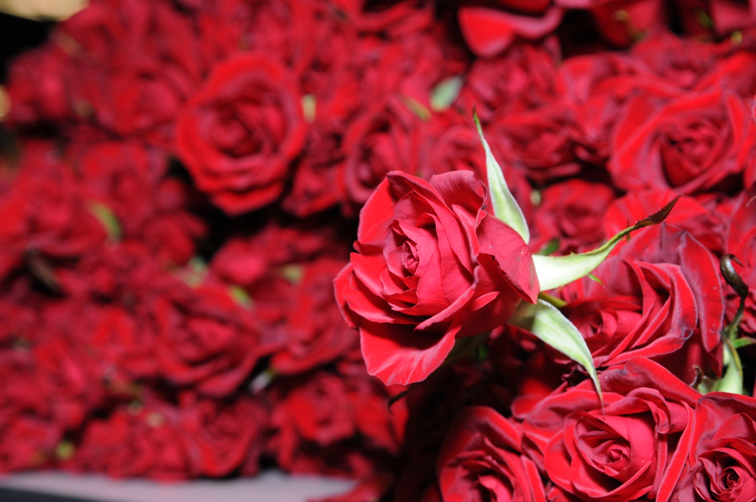 Red Rose Wallpapers Free Download Group - HD Wallpaper 