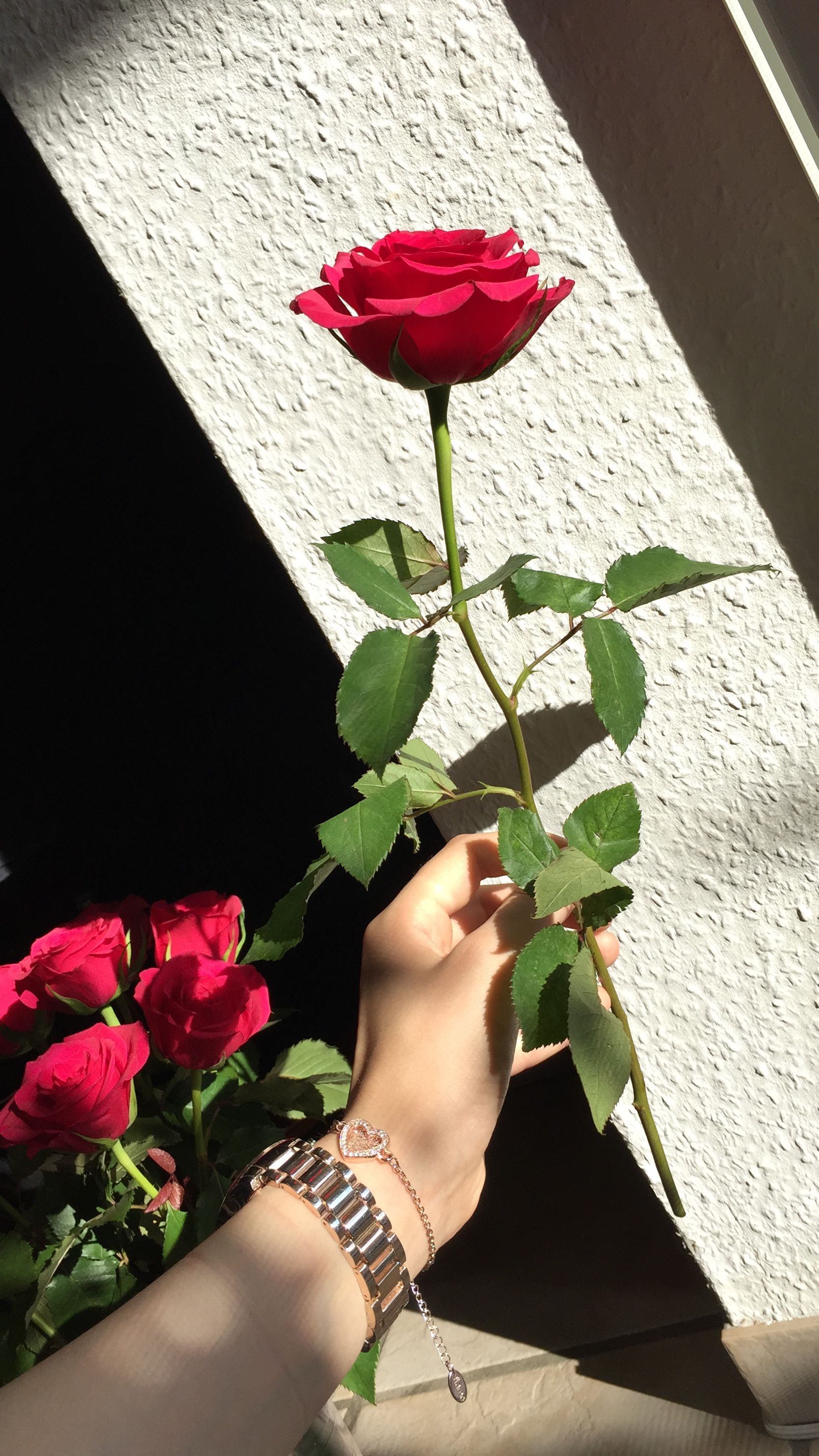 Beautiful Rose Good Morning - HD Wallpaper 