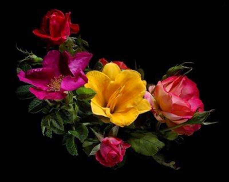 Beautiful Roses Flowers Images Backgrounds Wallpapers - شام بخیر - HD Wallpaper 