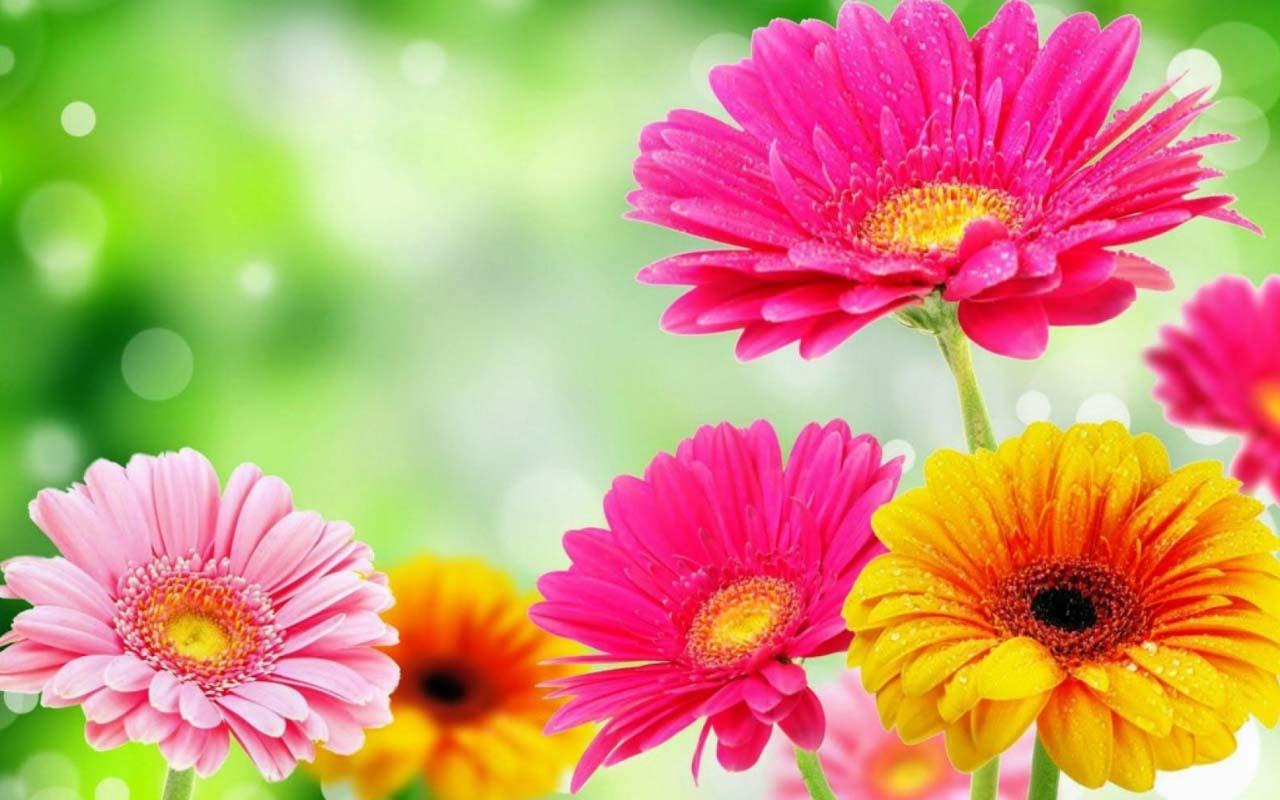 Spring Flowers - 1280x800 Wallpaper - teahub.io