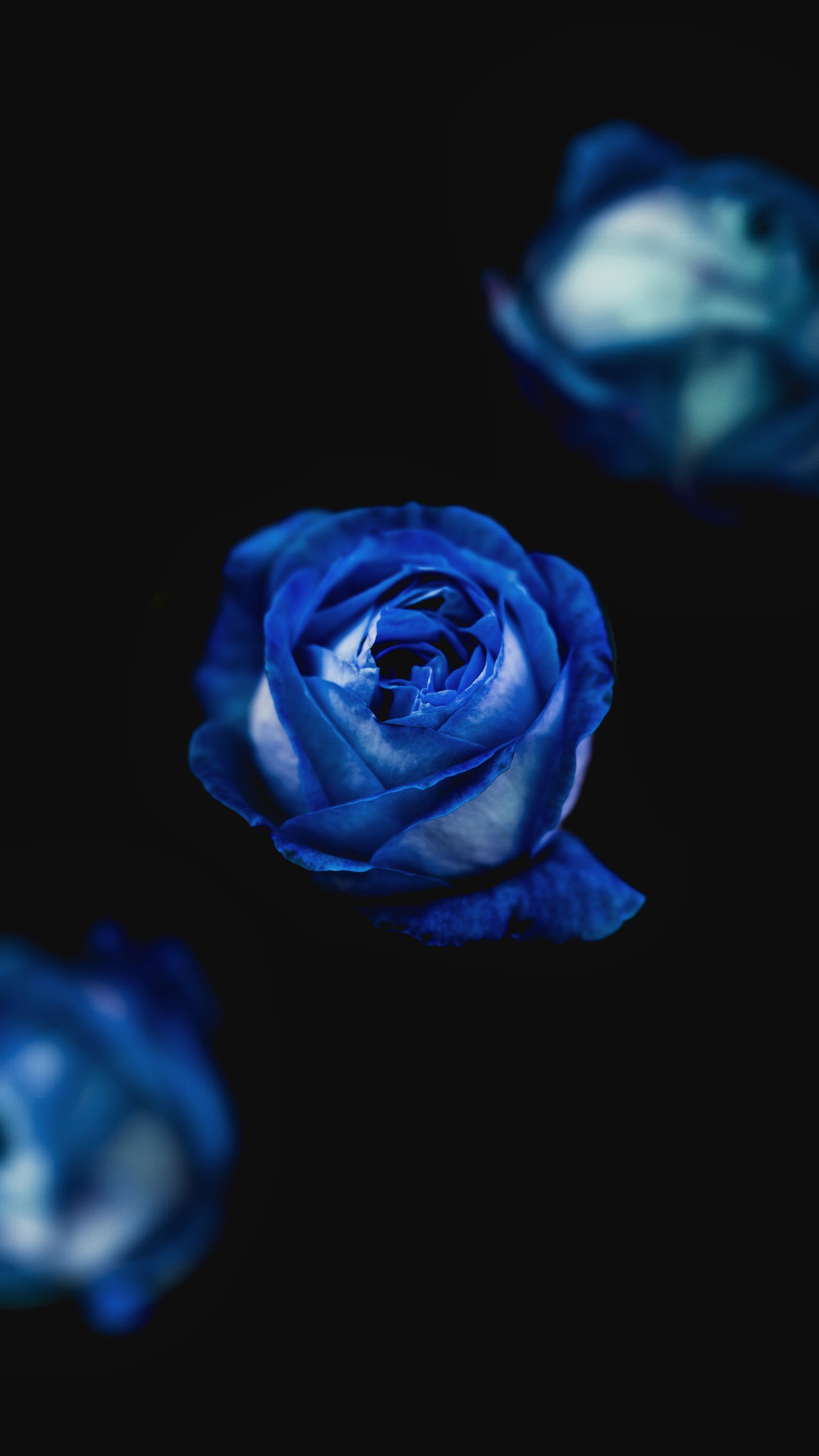 Iphone Blue Rose Wallpaper Hd - HD Wallpaper 