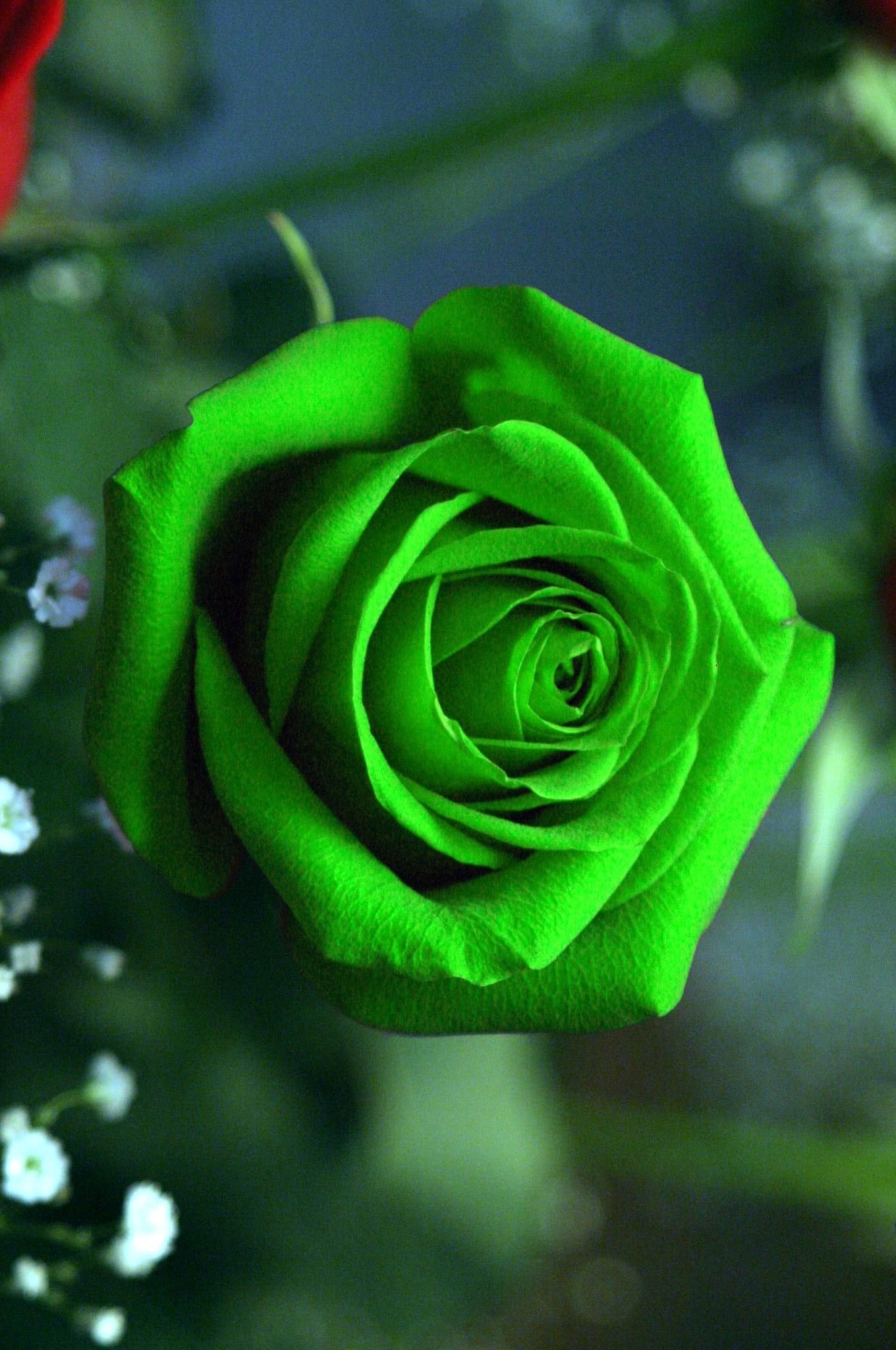 1360x2048, Green Rose Wallpaper Iphone - Green Rose Wallpaper Iphone - HD Wallpaper 