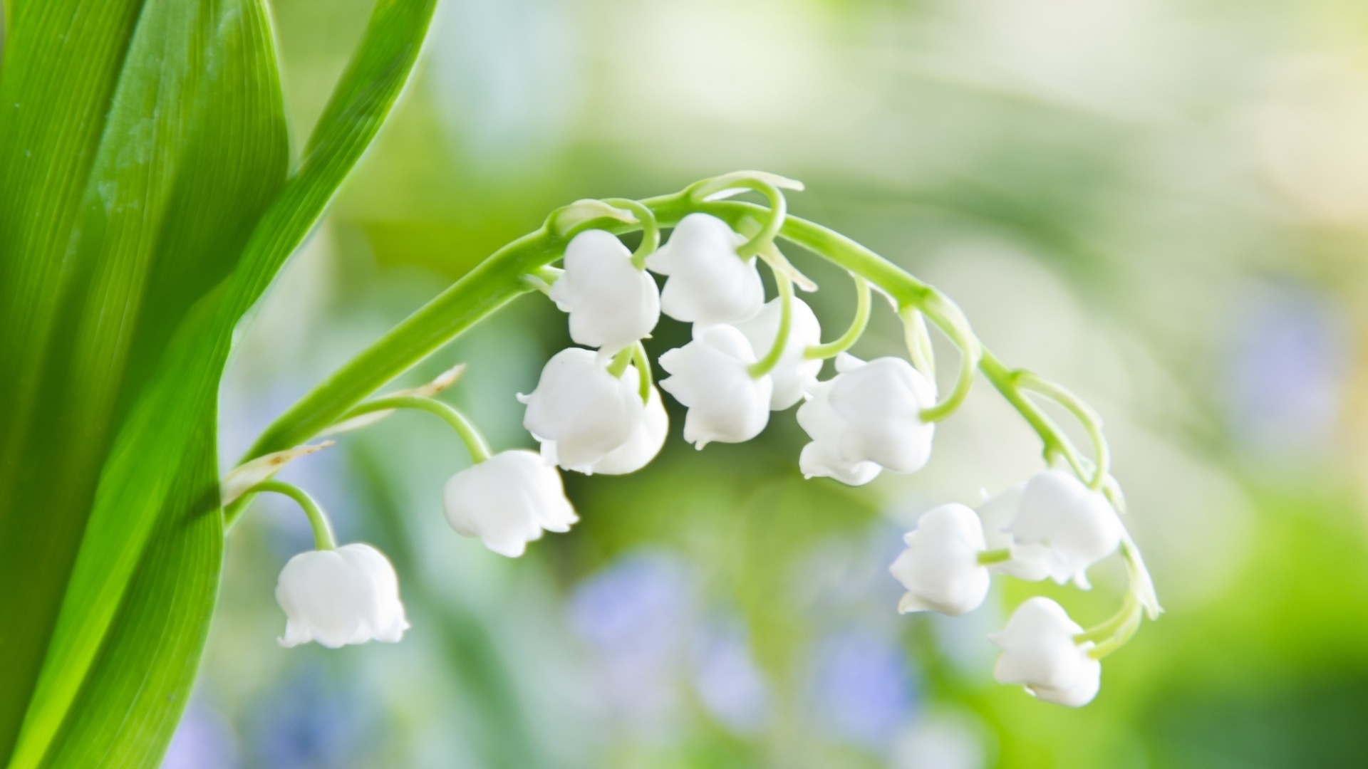 High Resolution Spring Flowers 1920x1080 Wallpaper Teahub Io