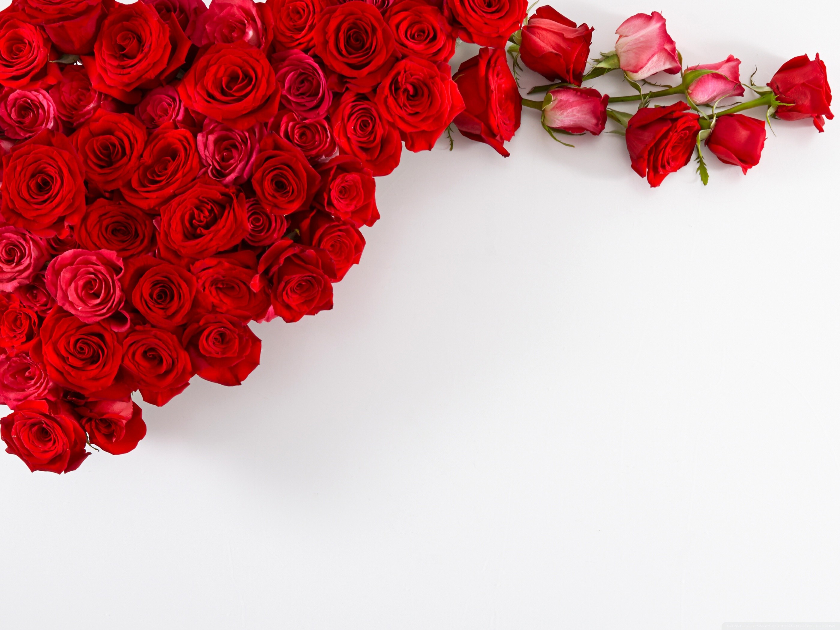 Standard 
 Data Src Beautiful Red Roses Wallpaper For - High Resolution Red Rose Background - HD Wallpaper 