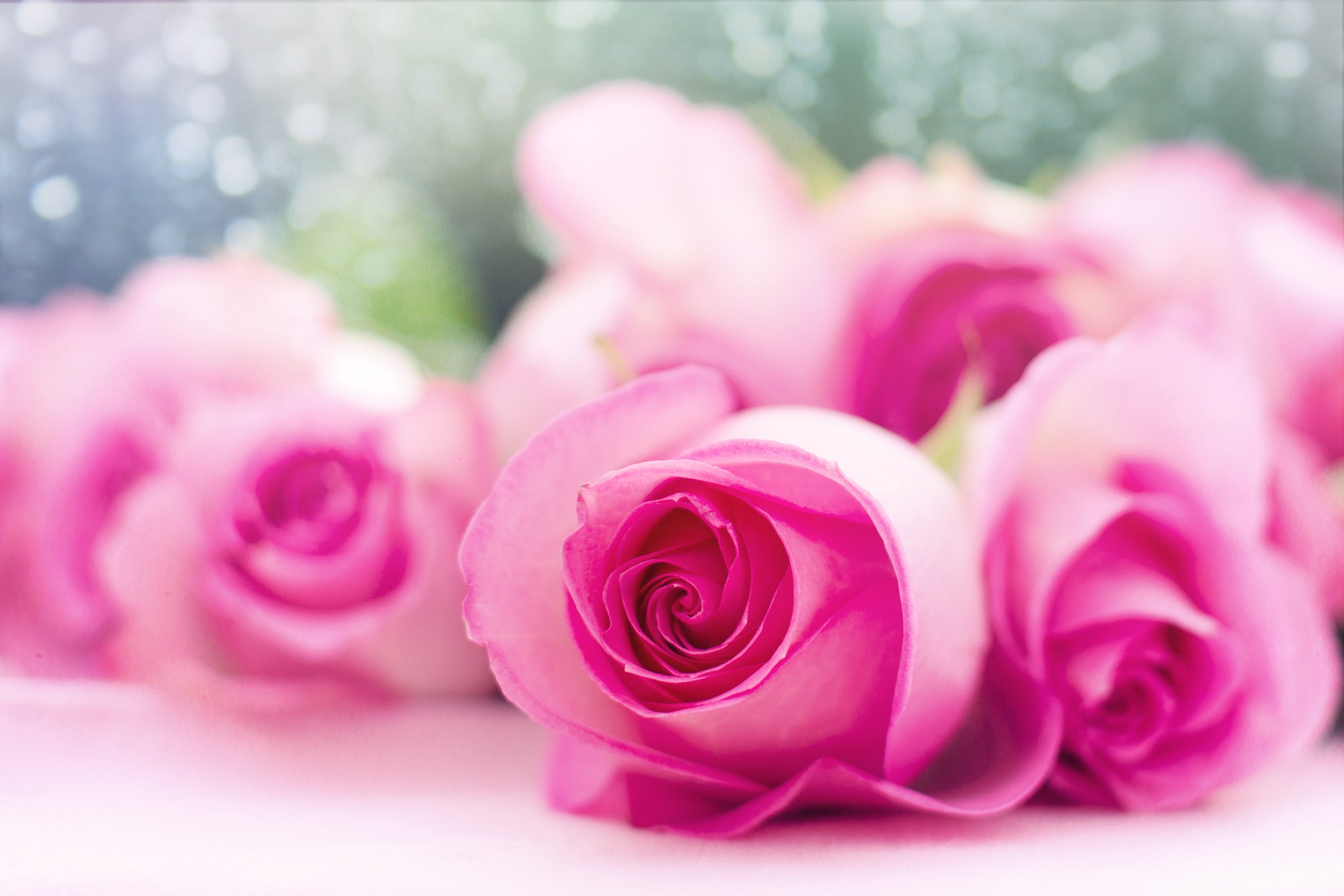 Rose Good Morning Princess - HD Wallpaper 