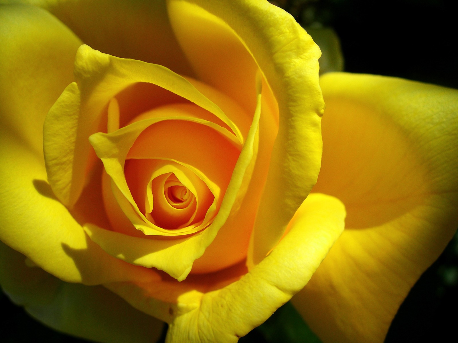 Download Yellow Rose Images Download 1600x1200 Wallpaper Teahub Io