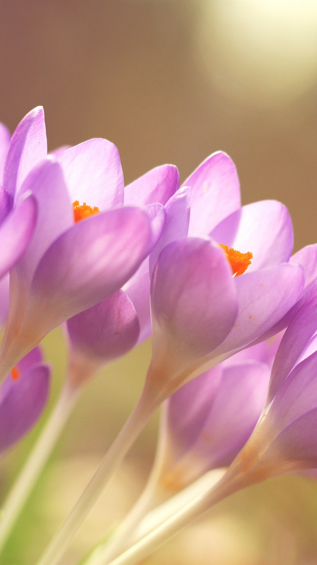 Purple Flower Iphone Wallpaper - Kind Word Is Like A Spring Day Russian - HD Wallpaper 