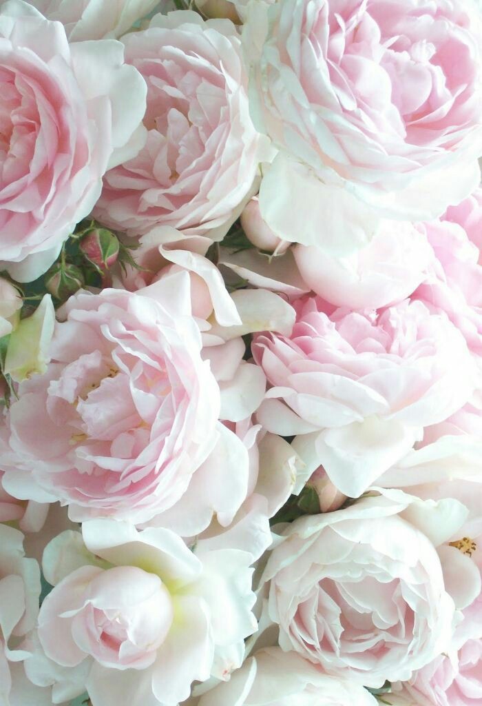 Flowers, Rose, And White Image - White Peonies Iphone Background - HD Wallpaper 