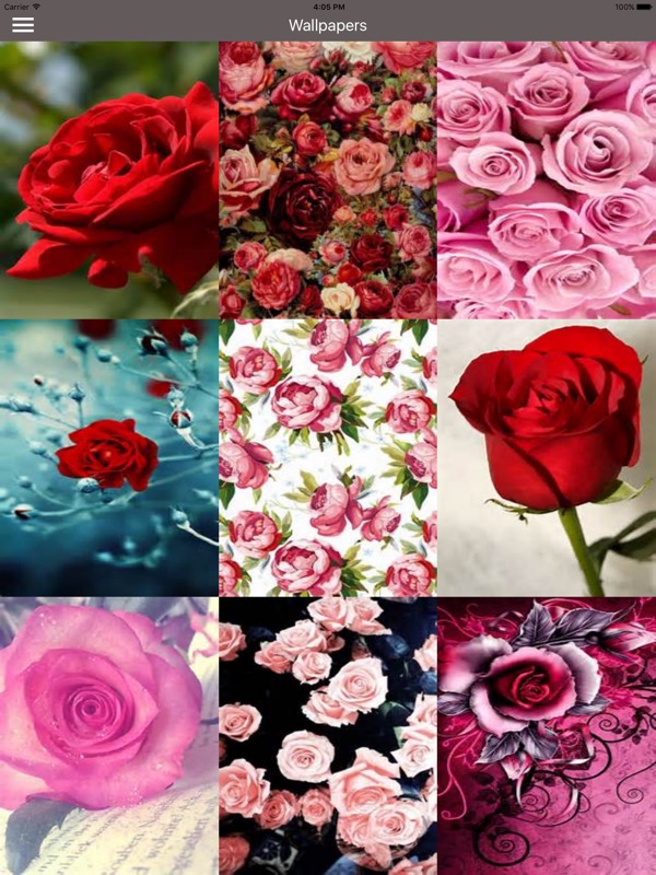Red Rose Wallpapers Hd - HD Wallpaper 