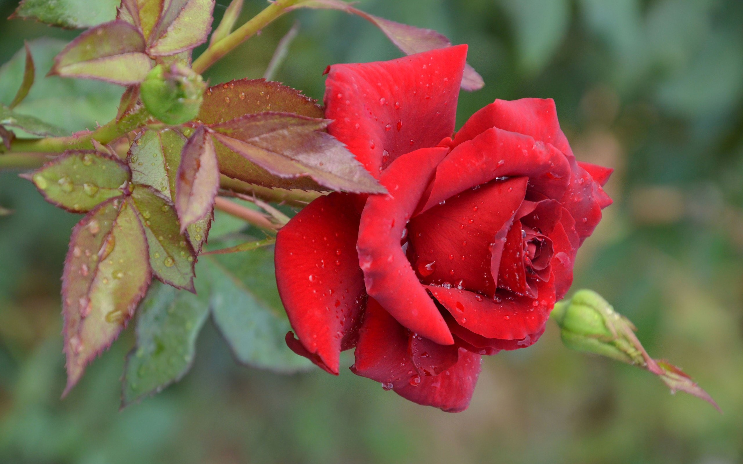 Wallpaper Red Rose Bloom, Water Droplets - HD Wallpaper 