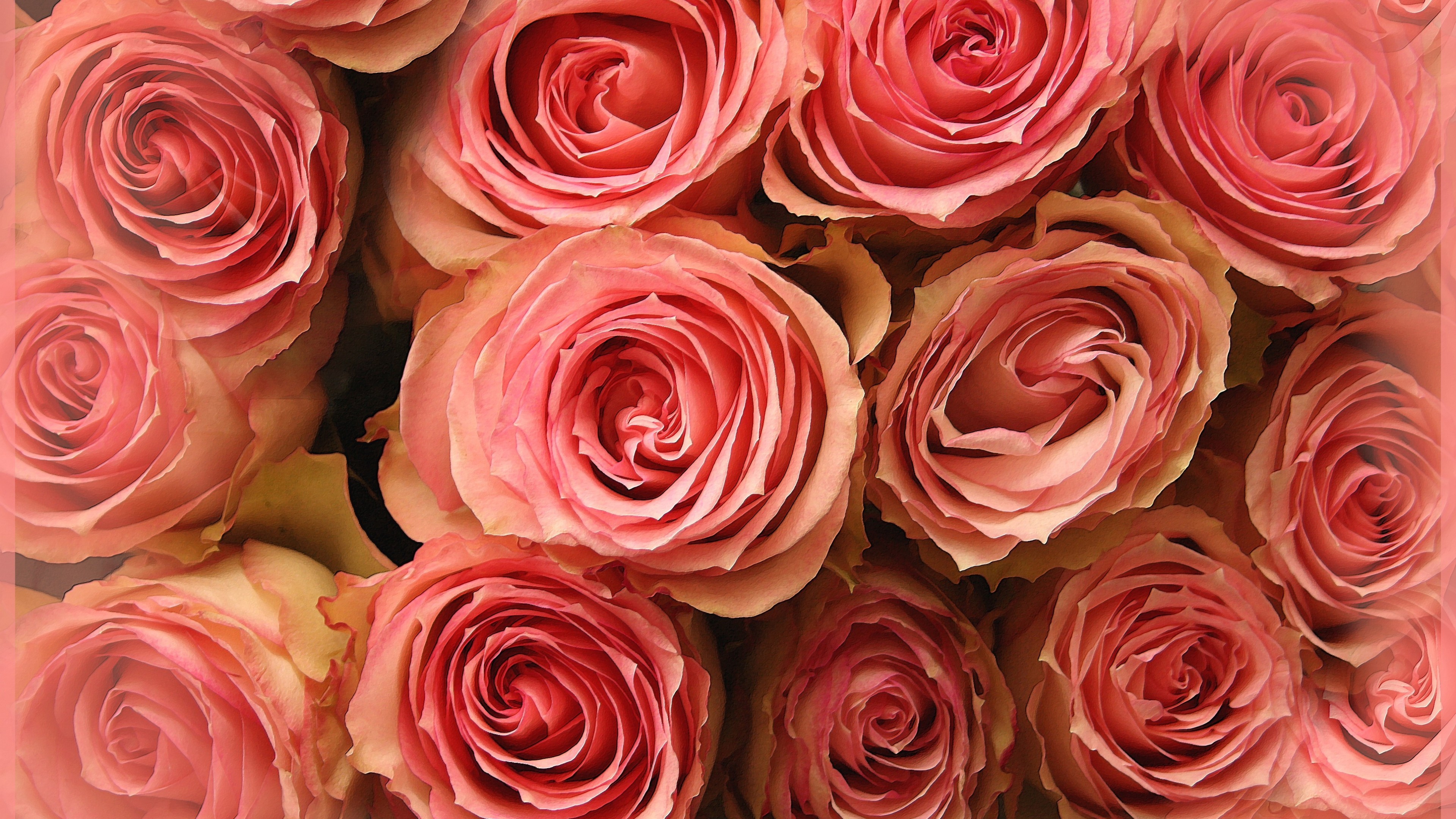 3840x2160, Flowers / Pink Roses Wallpaper 
 Data Id - Flowers Hd Photos Free Download - HD Wallpaper 