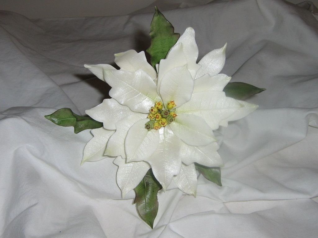 Poinsettia - HD Wallpaper 