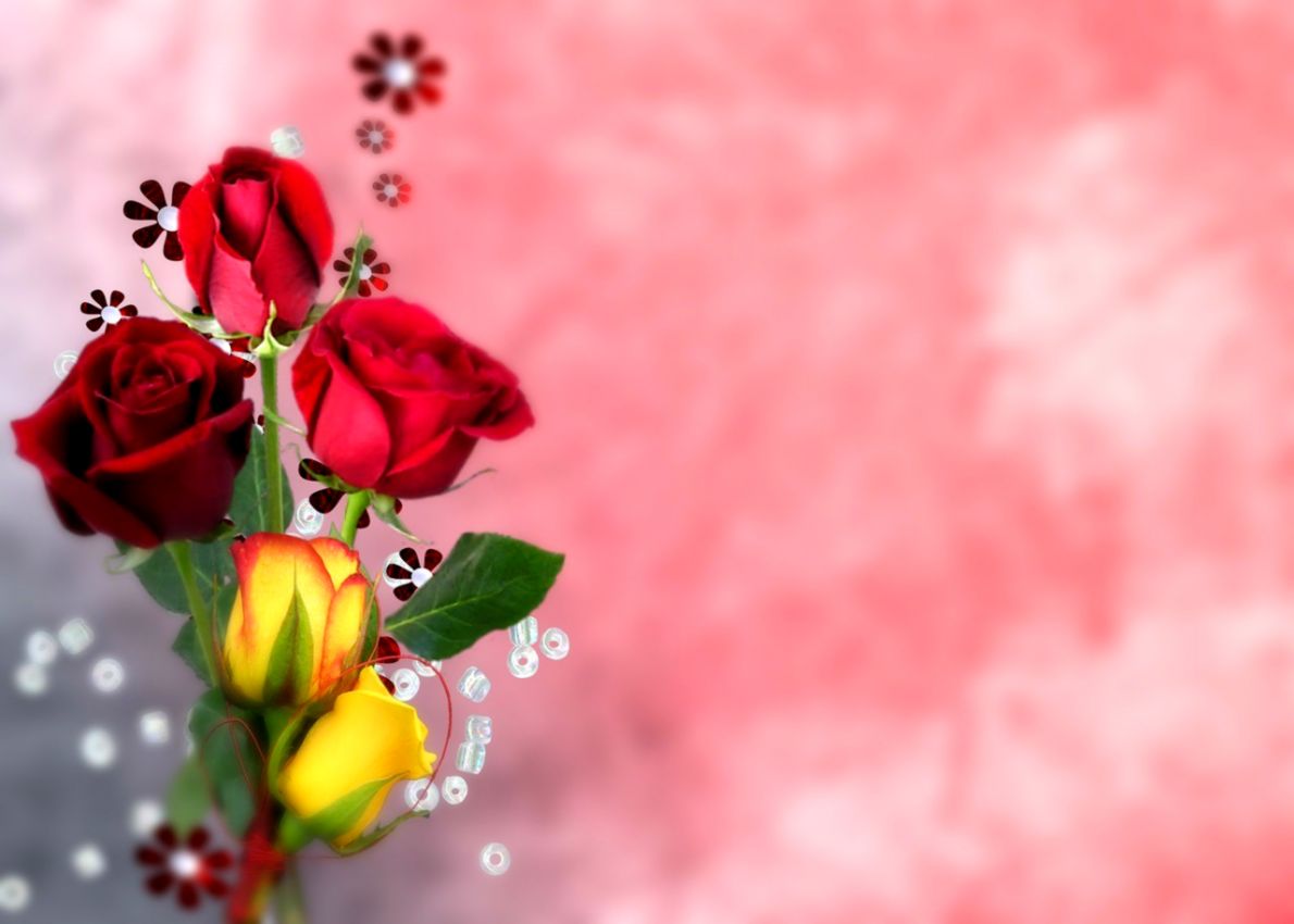 Roses Flower Nature Red Flowers Hd Wallpapers 1080p - Flower Hd ...
