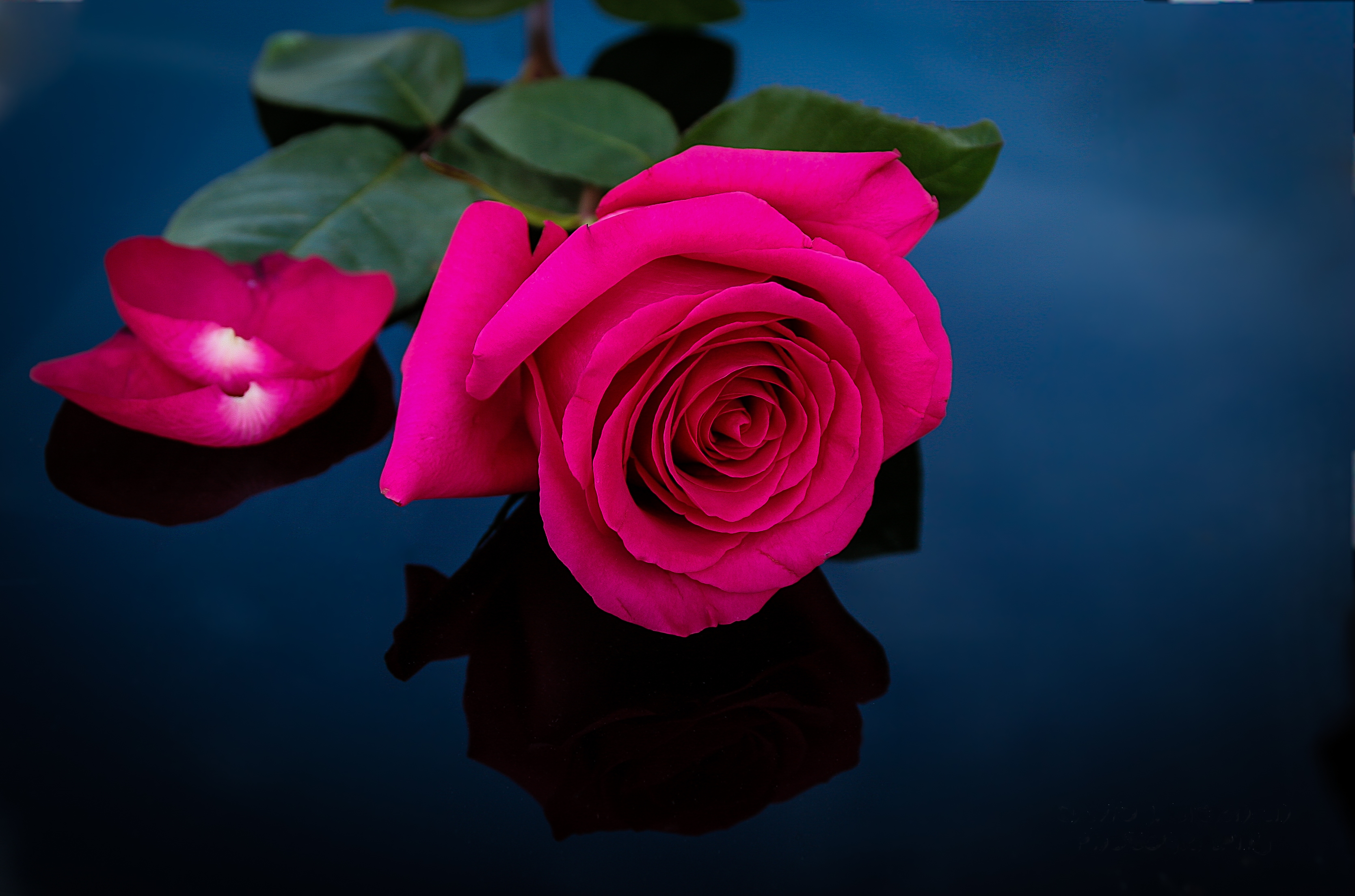 Pink Rose - HD Wallpaper 