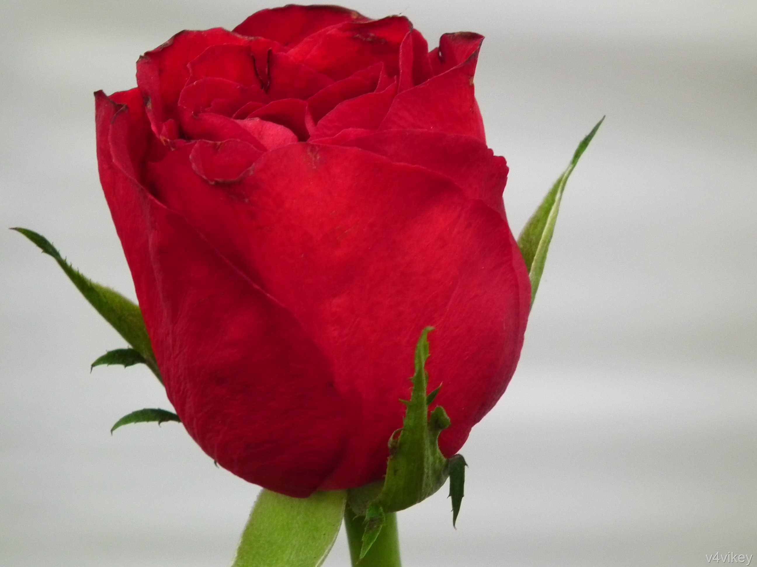 Valentine Red Rose Bud 
 Data Src Free Single Red Rose - Single Red Rose Bud - HD Wallpaper 