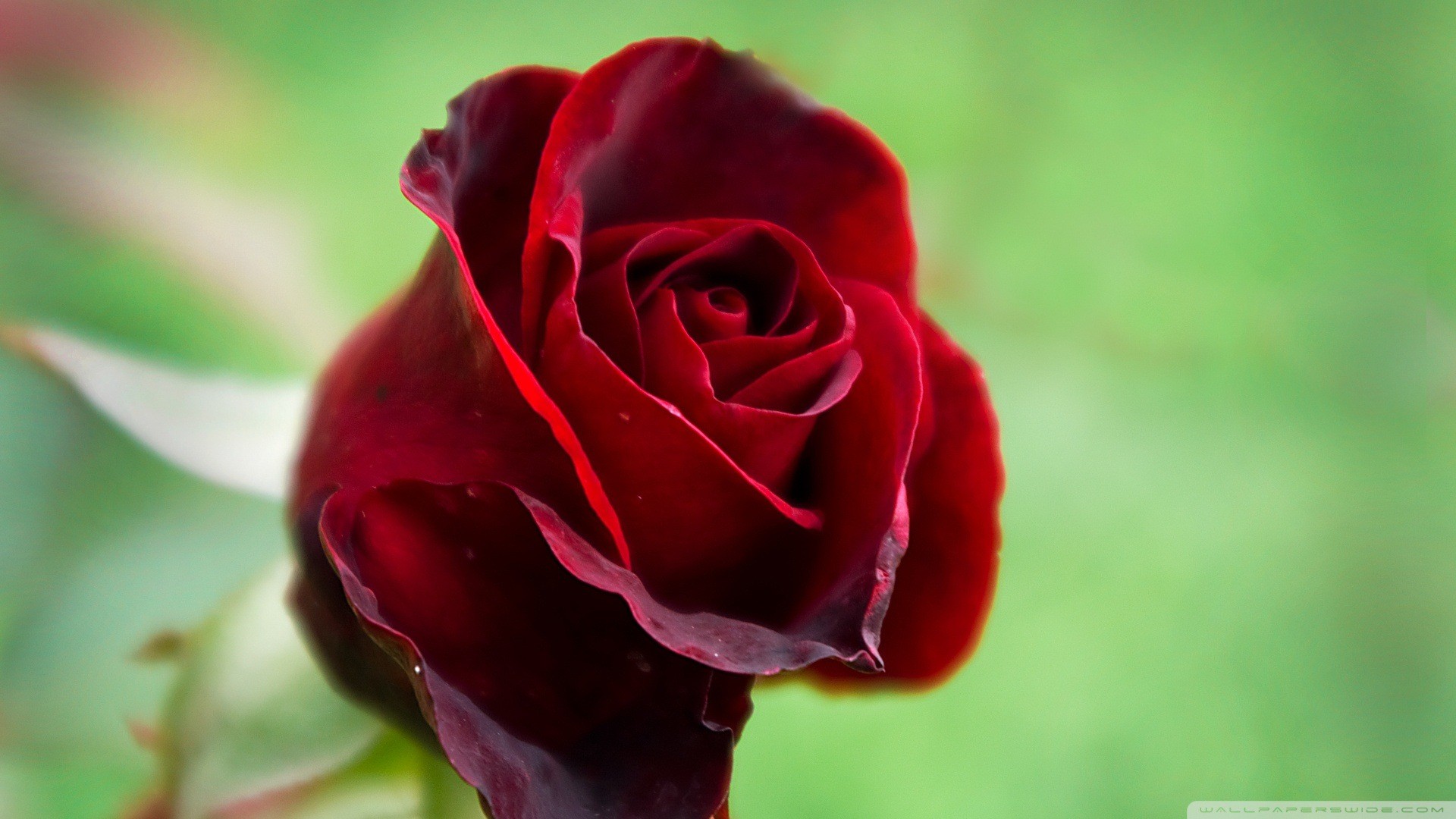 Beautiful Rose Wallpapers Hd Wallpapersafari 
 Data - Beautiful Red Rose Flower - HD Wallpaper 