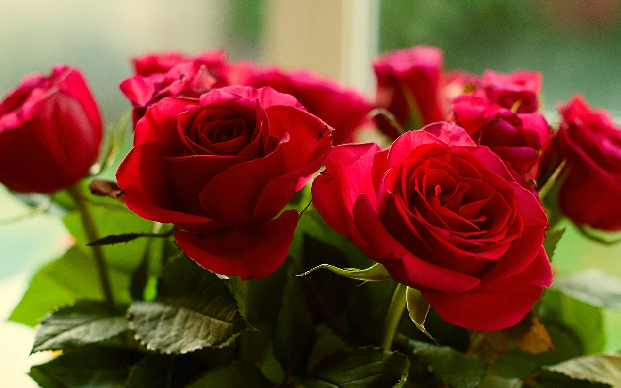 Red Flowers - HD Wallpaper 