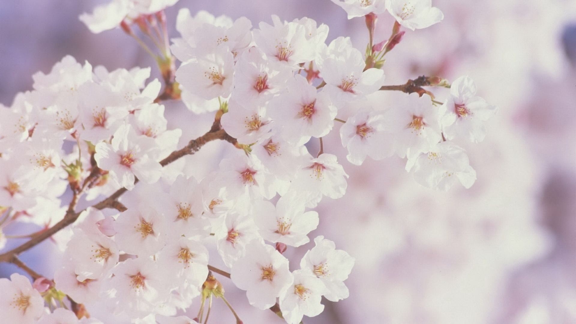 1920x1080, Wallpapers Backgrounds - Spring Background - HD Wallpaper 