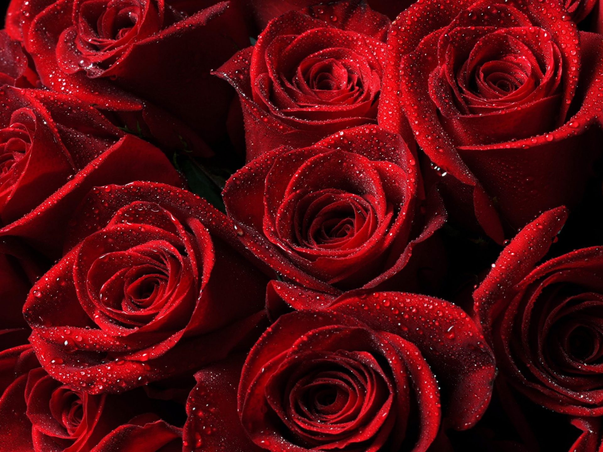 Aesthetic Red Roses Background - HD Wallpaper 