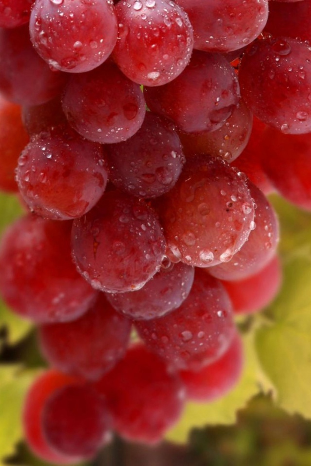 Grapes Wallpaper For Mobile - HD Wallpaper 