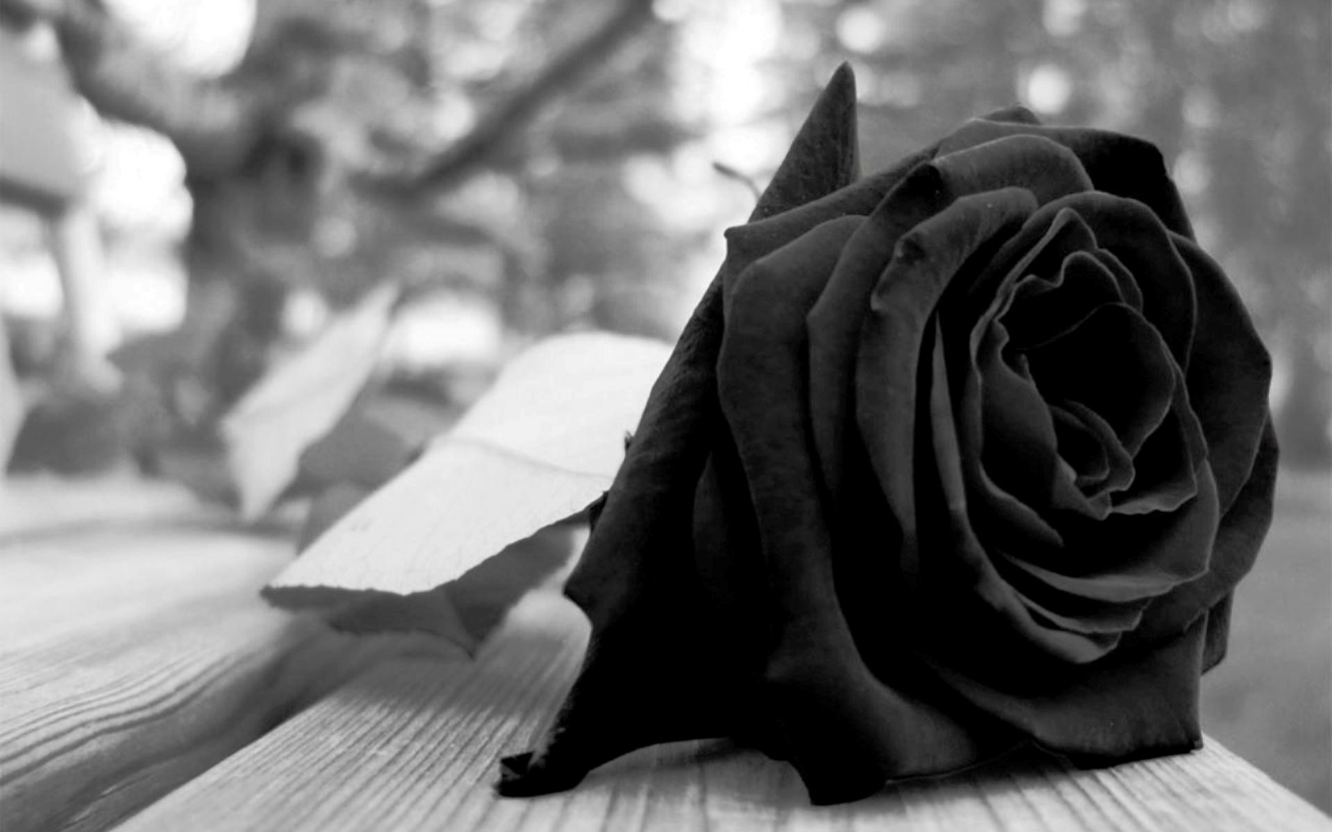 1920x1200, Black Roses Hd Wallpapers Free Download - Black Rose Images Hd - HD Wallpaper 