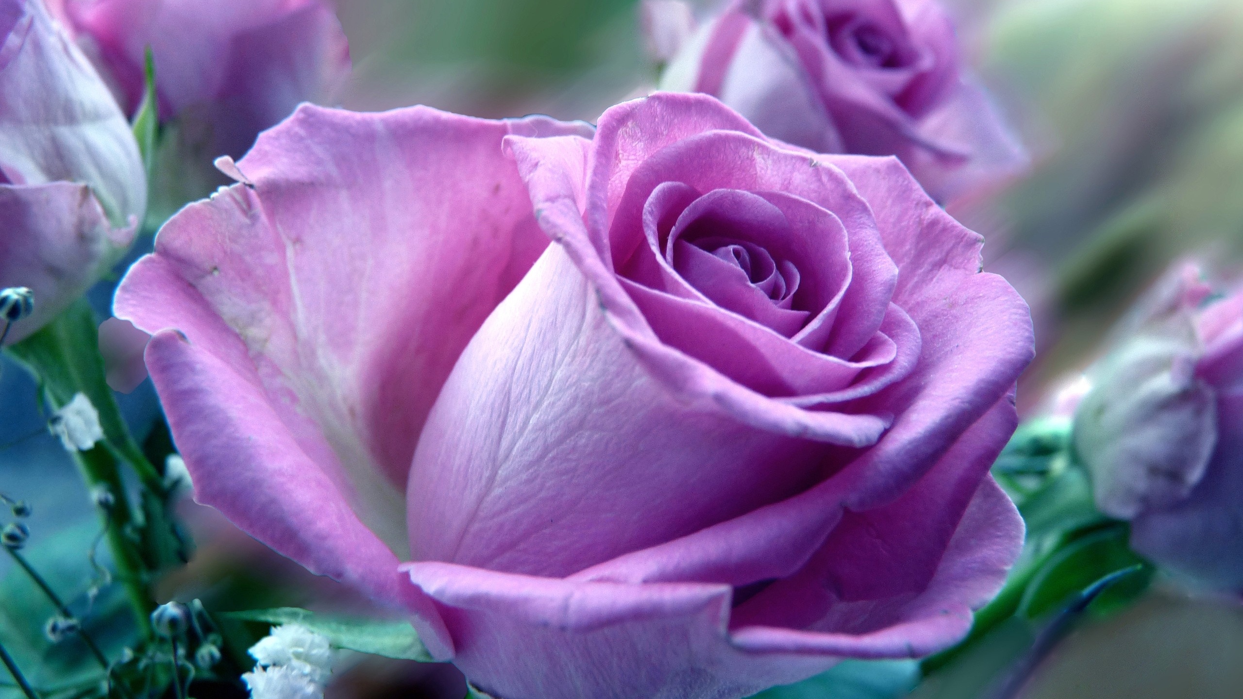 Wallpaper Flower, Rose, Nature - Beautiful Rose Full Screen - HD Wallpaper 
