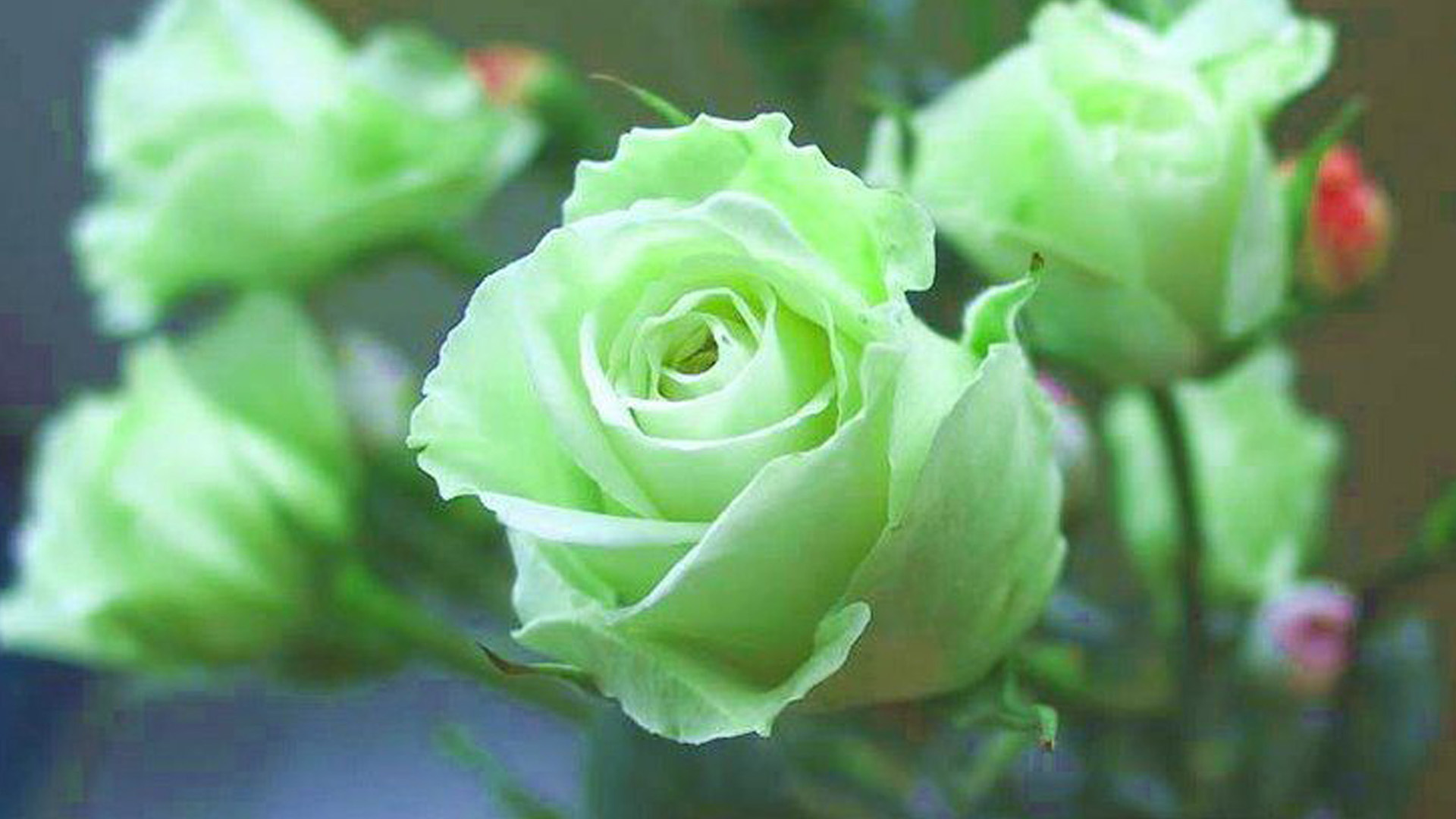 Green Rose Wallpaper - Green Rose Flower Images Hd - HD Wallpaper 