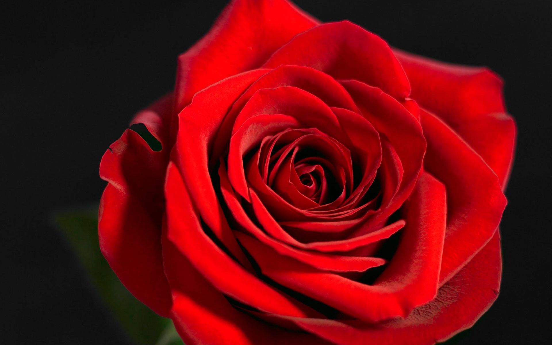 Red Rose Wallpapers Full Hd - Full Hd Rose Hd - HD Wallpaper 