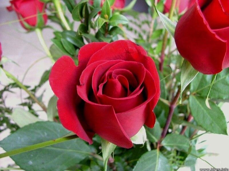 Gulab Ka Phool Wallpaper Download - Red Rose Flower - HD Wallpaper 