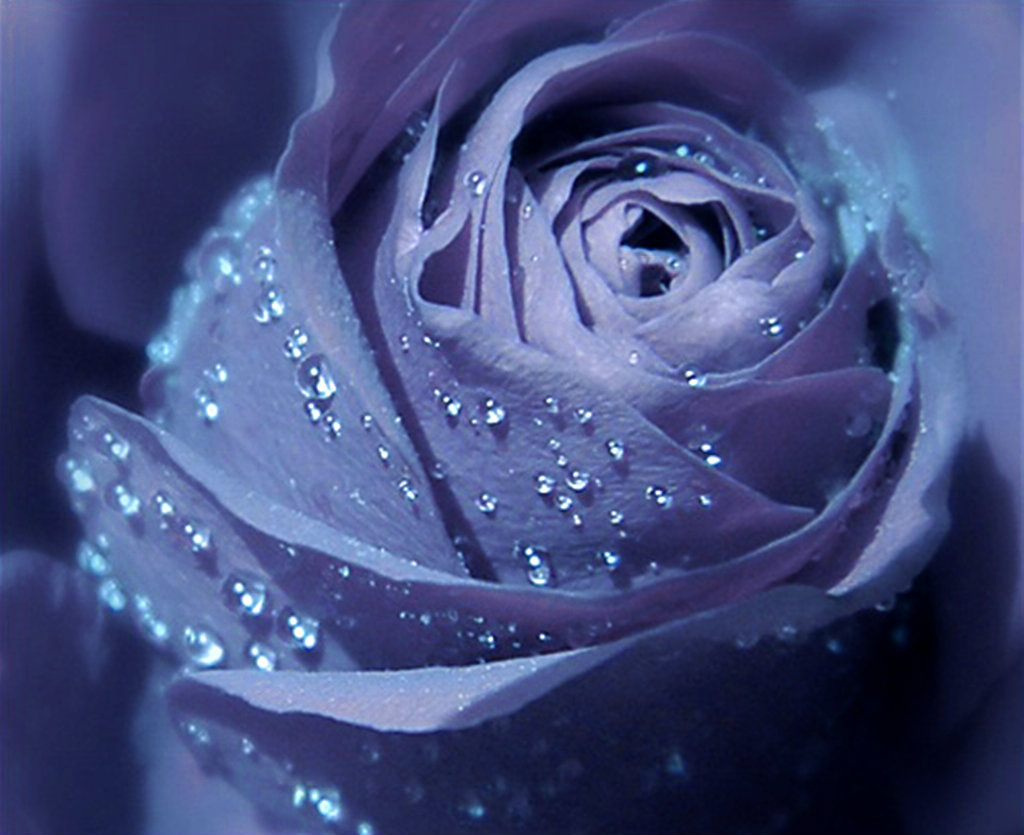 Rose Rose Flower Wallpaper Hd Full Screen 1024x5 Wallpaper Teahub Io