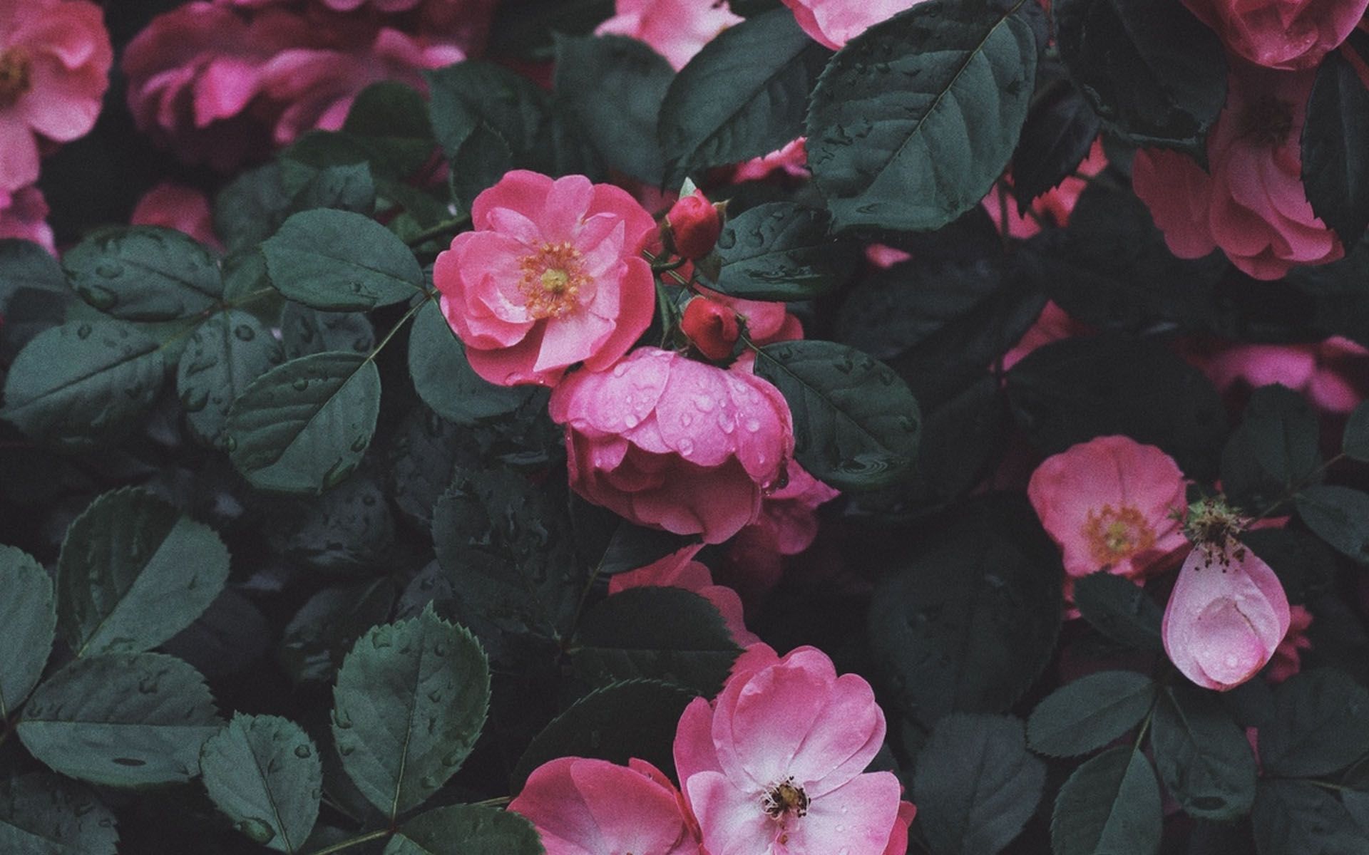 Wild Roses - HD Wallpaper 