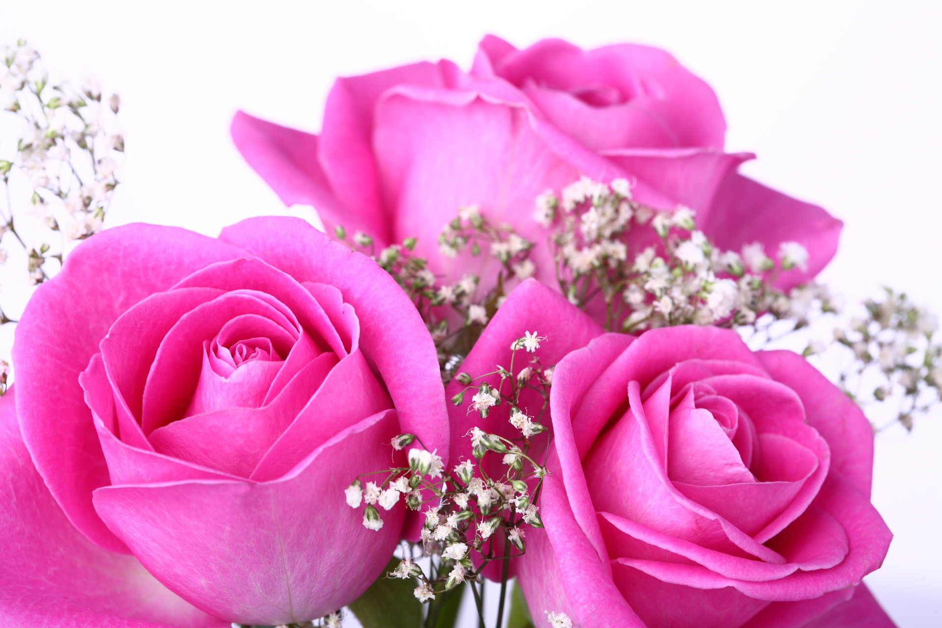 Pink Rose Image Download - HD Wallpaper 