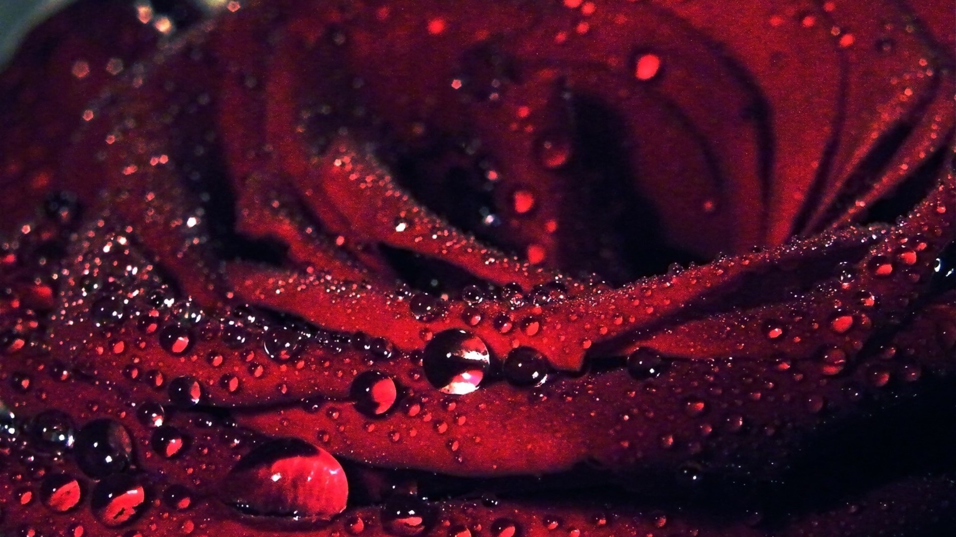 Rose 1080p Flowers Hd For Desktop Wallpaper - Rose Hd Wallpapers 1080p - 1920x1080 Wallpaper Rose 1080p Flowers Hd For Desktop Wallpaper - Rose Hd Wallpapers 1080p - 1920x1080 Wallpaper