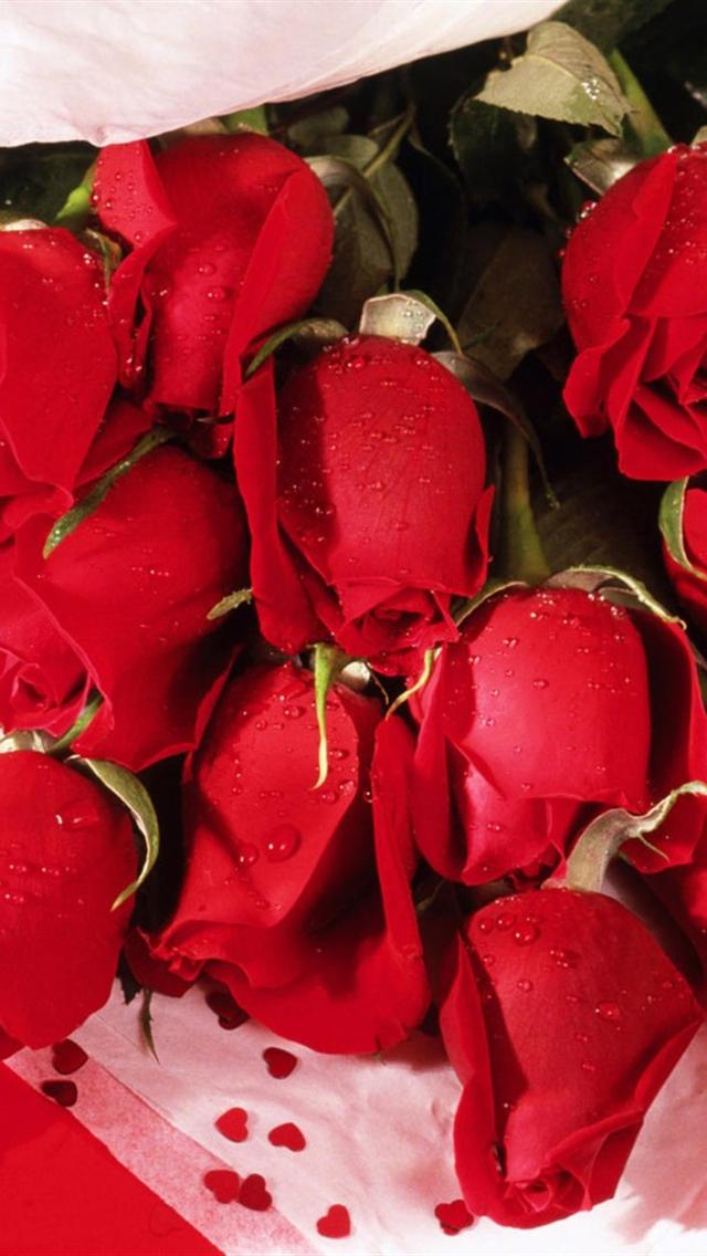 Hd Red Roses Iphone 5 Wallpapers - Bundles Of Red Roses - HD Wallpaper 