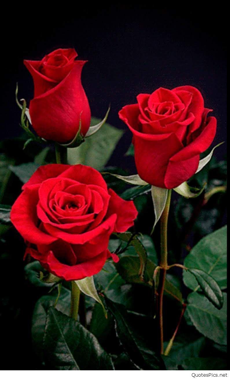 Rose Flower Wallpaper Hd - Rose Flower Image Downloading - HD Wallpaper 