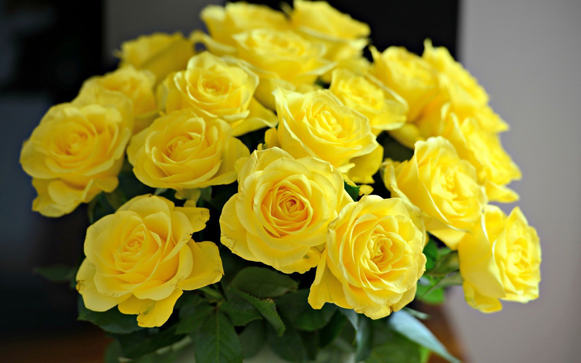 Yellow Rose Wallpaper - HD Wallpaper 