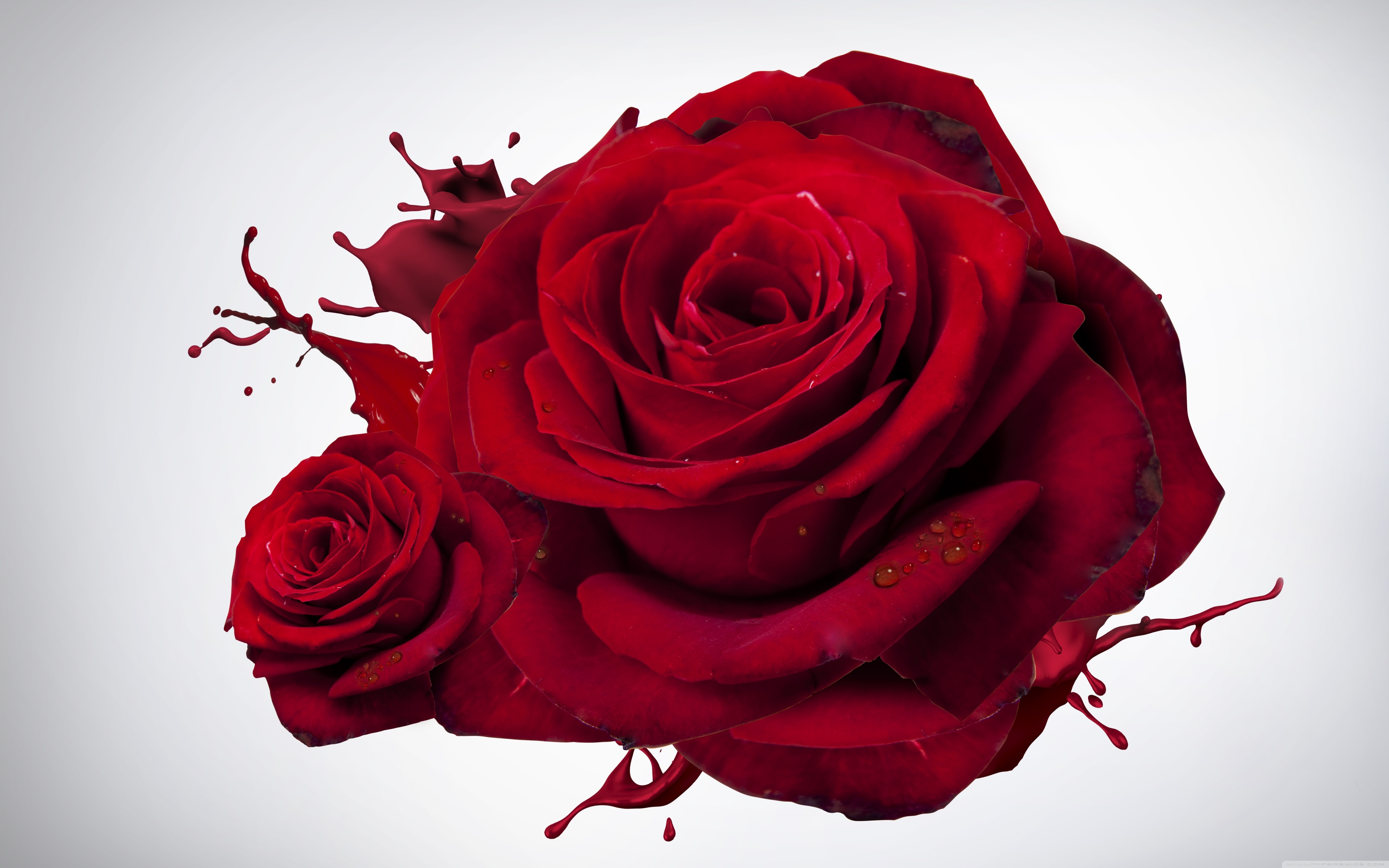 Rose Day Wishes For Husband - HD Wallpaper 