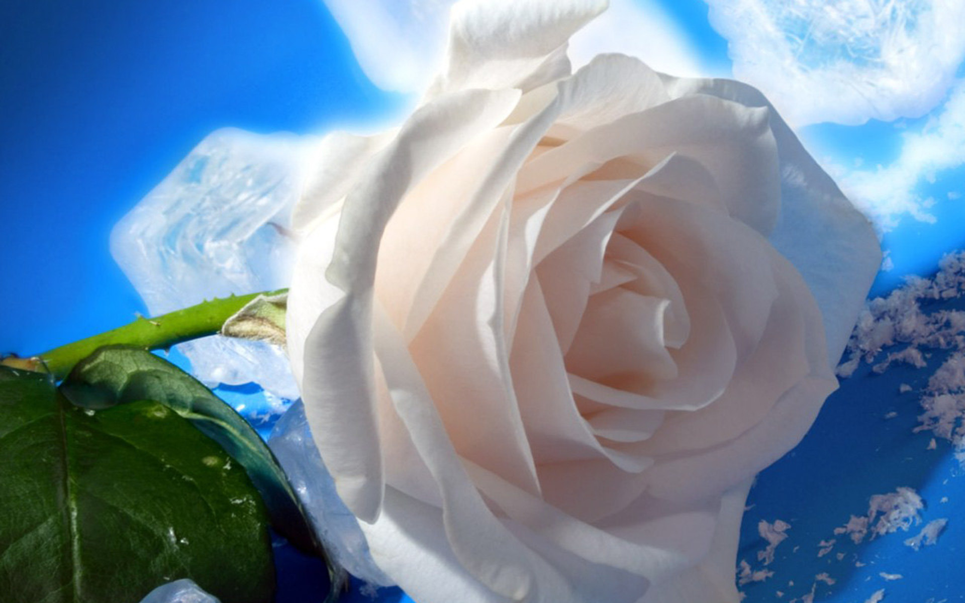 Featured image of post White Roses Wallpaper Desktop Background A collection of the top 43 marble desktop wallpapers and backgrounds available for download for free