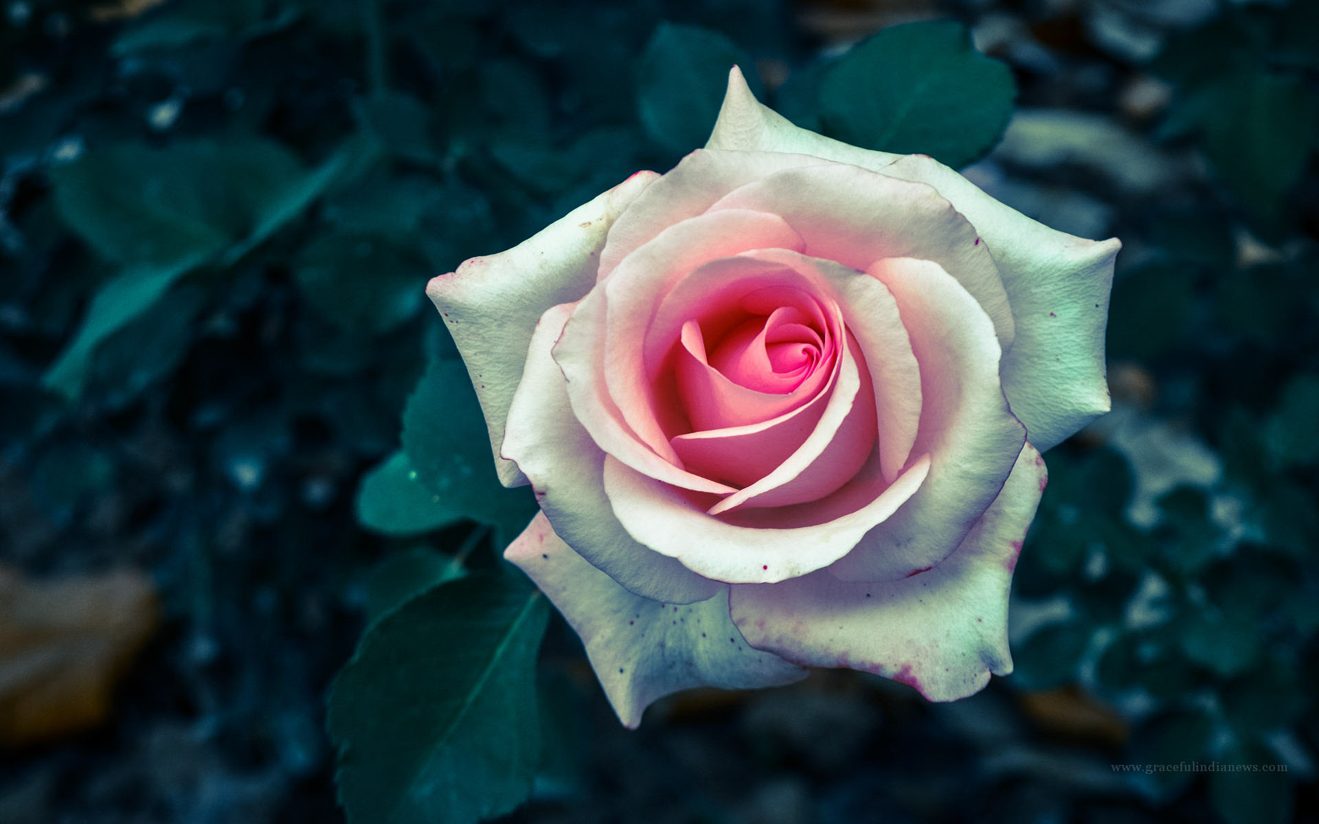 Rose High Resolution Wallpapers - Blossomed Rose - HD Wallpaper 