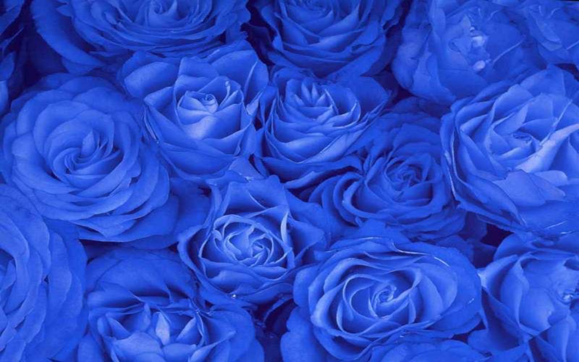 Blue Roses Background Hd - HD Wallpaper 